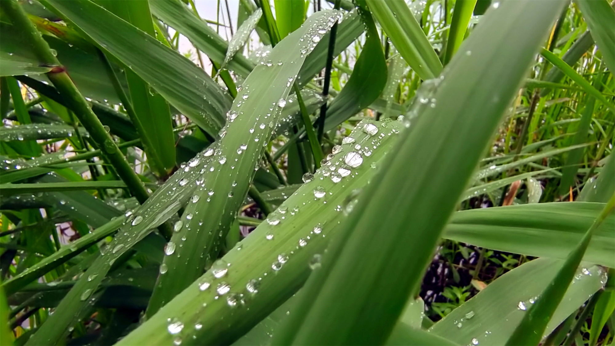 吉安随拍芦苇叶上的雨滴