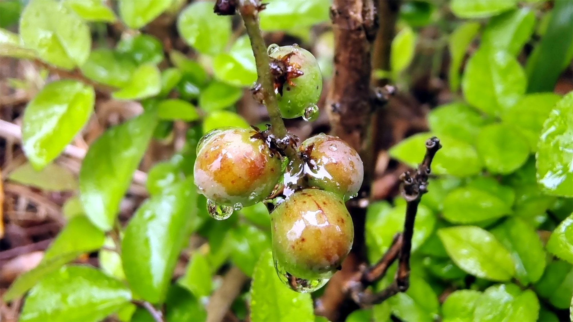 吉安随拍:雀梅果上的雨滴