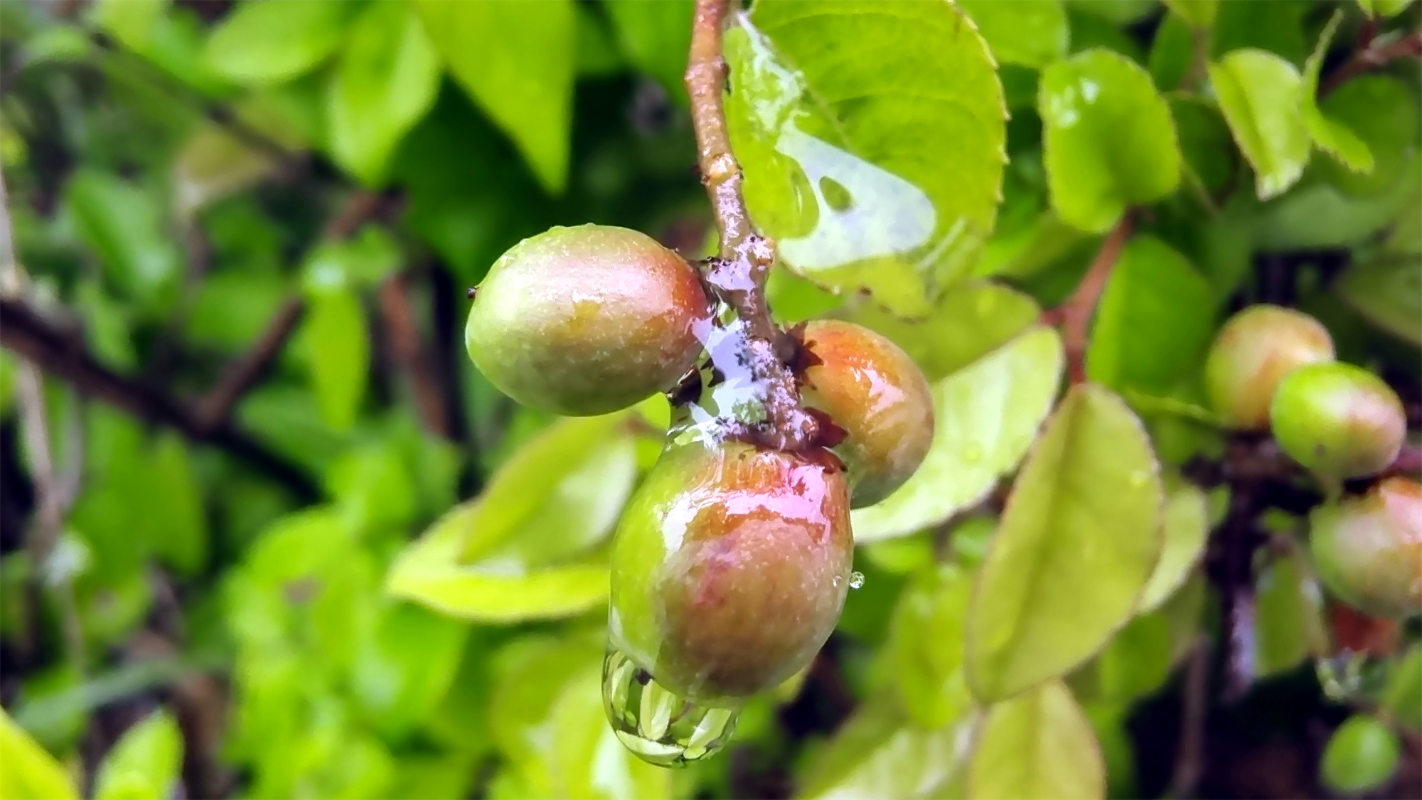 吉安随拍:雀梅果上的雨滴