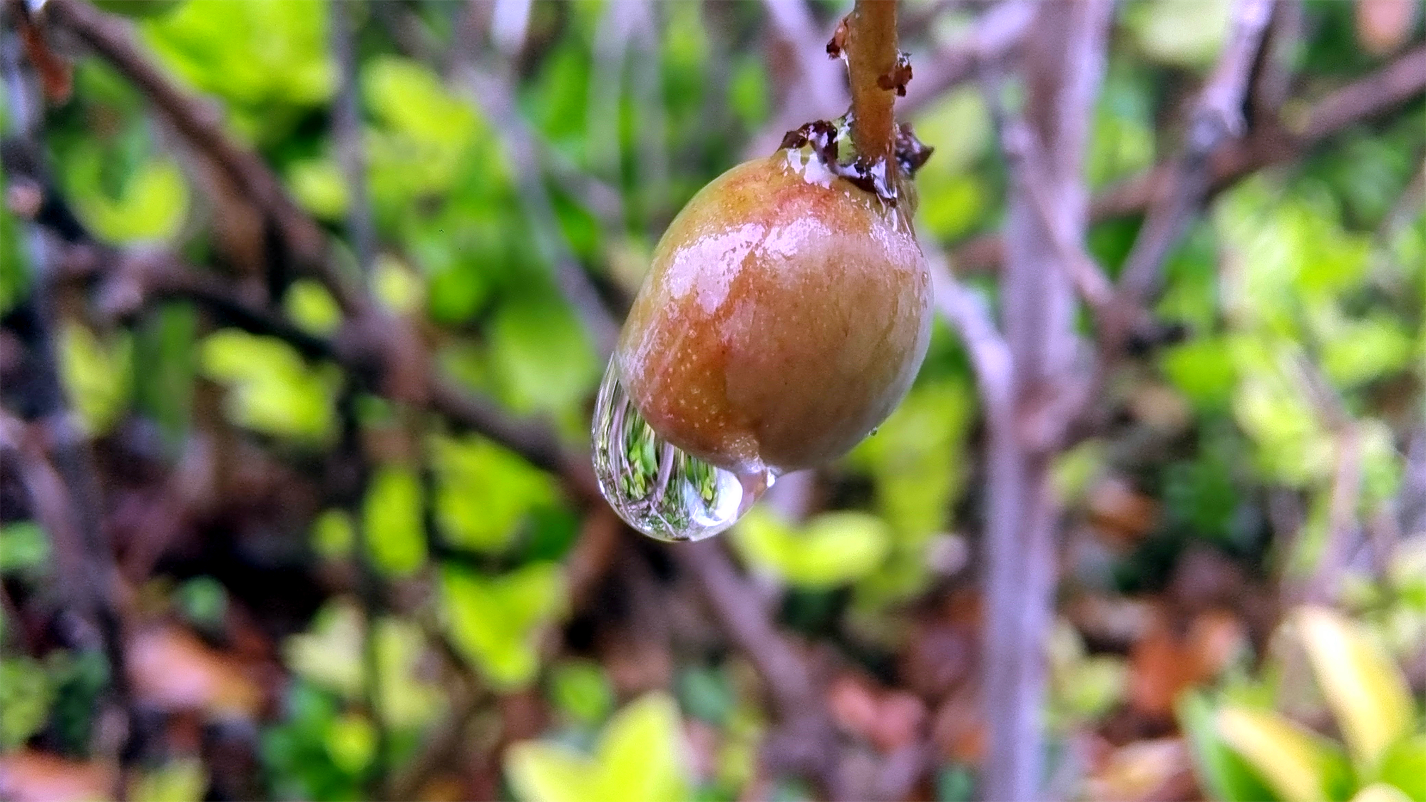 吉安随拍:雀梅果上的雨滴