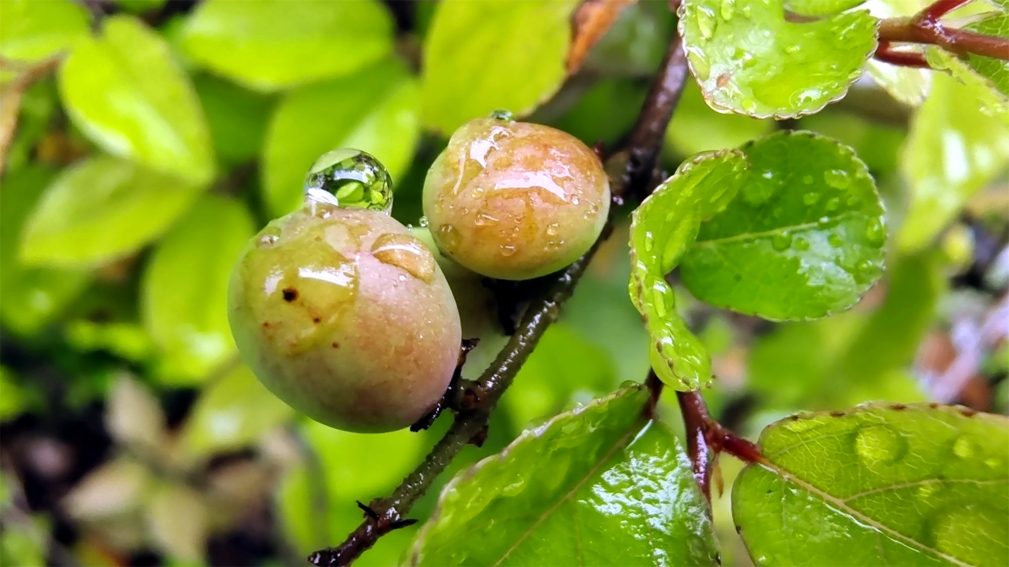 吉安随拍:雀梅果上的雨滴