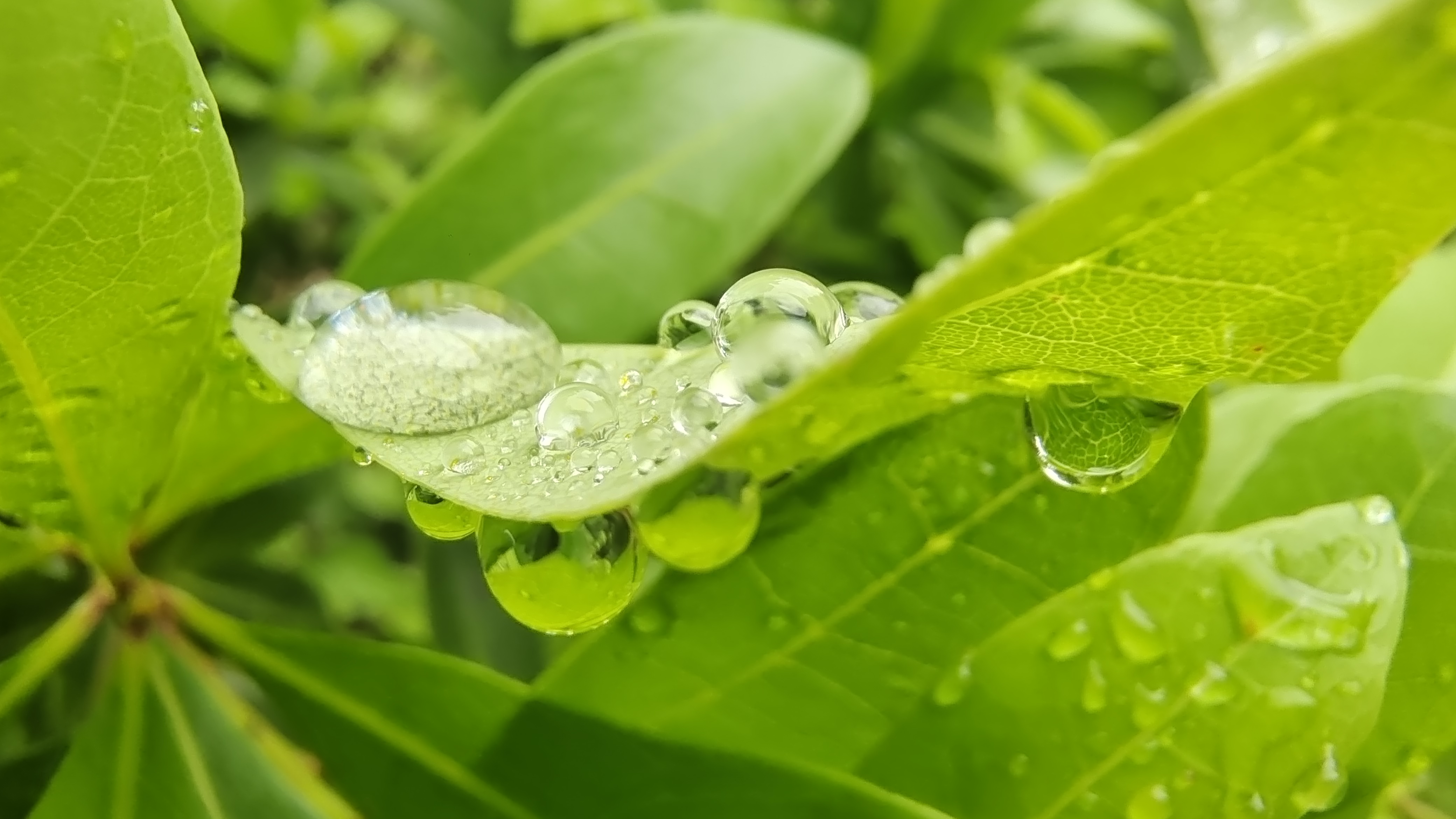 吉安随拍 杨梅树叶上的雨滴