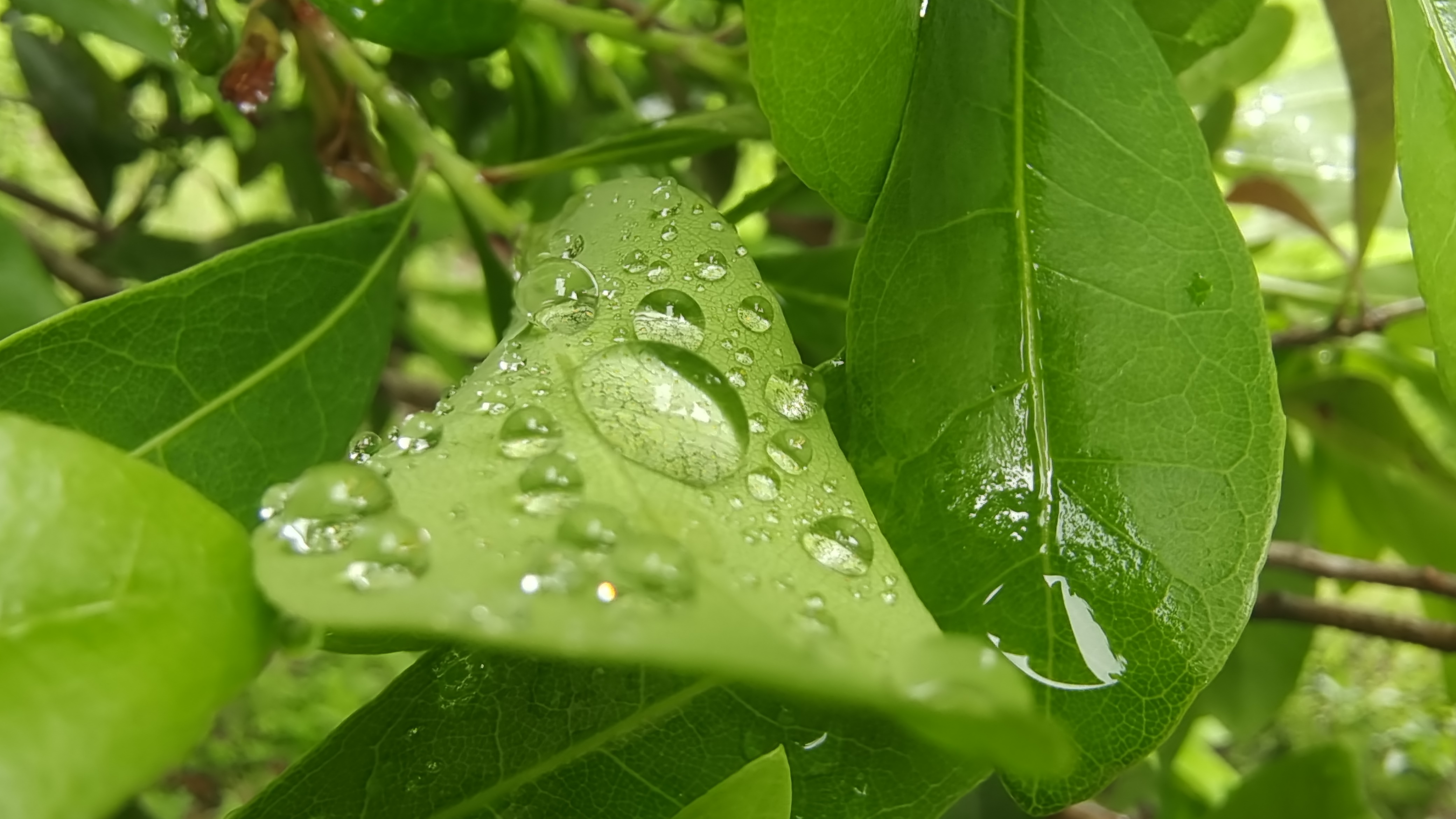 吉安随拍 杨梅树叶上的雨滴