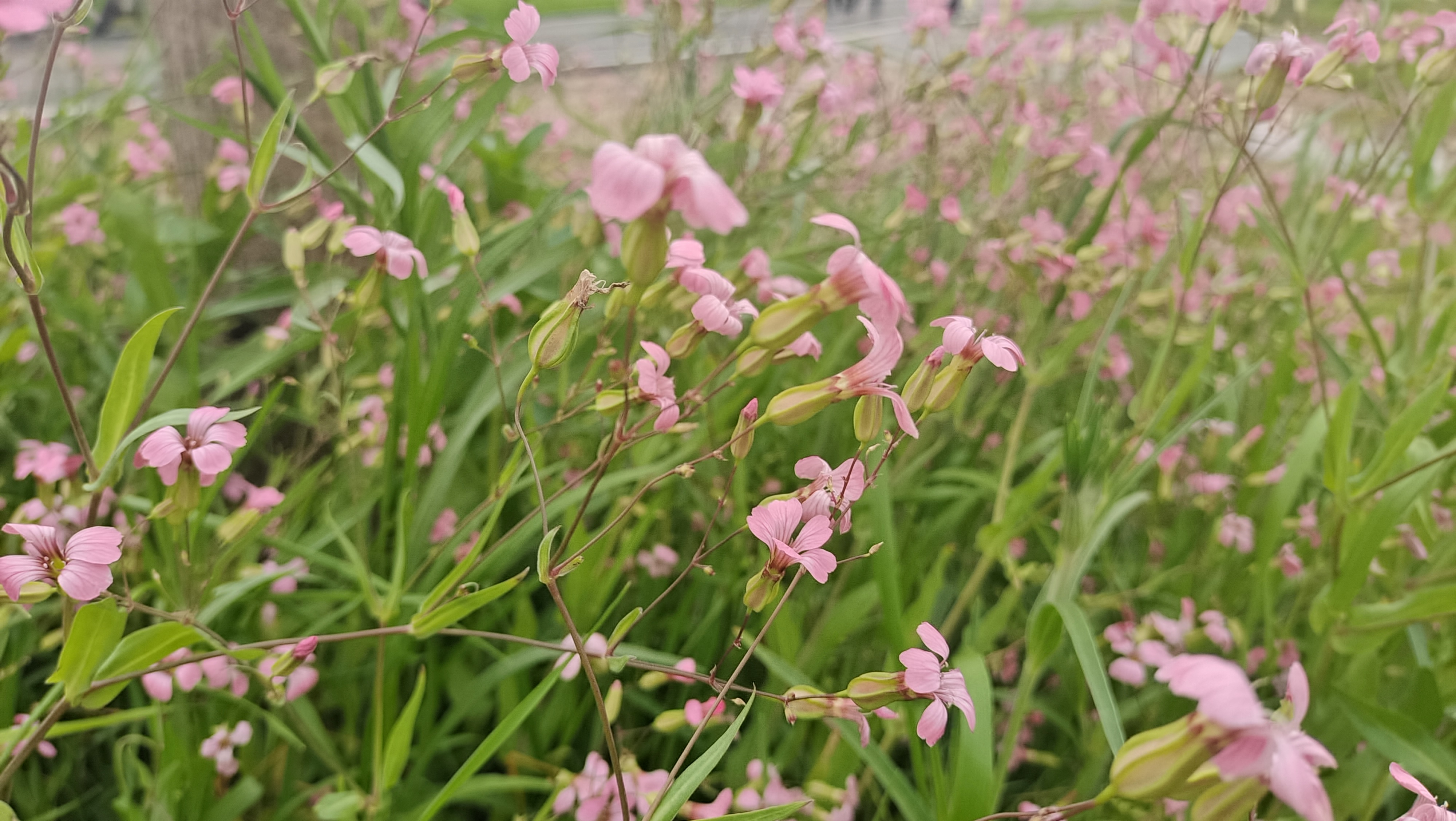 吉安隨拍花花草草之麥藍菜