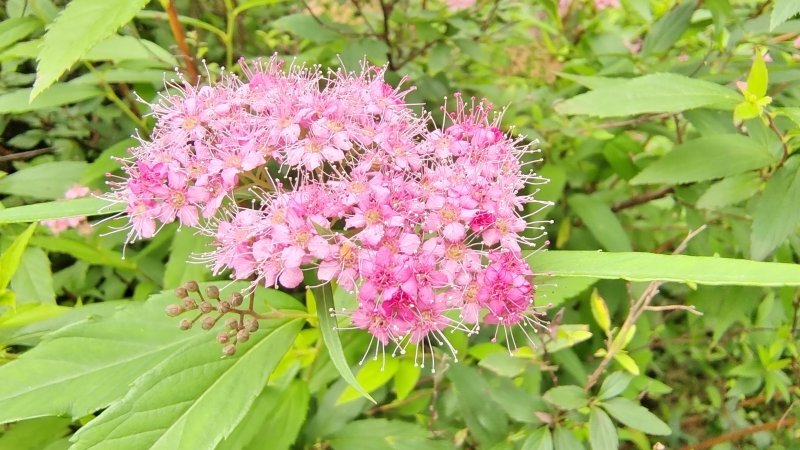 吉安随拍花花草草之粉花绣线菊