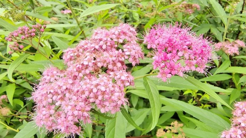 吉安随拍花花草草之粉花绣线菊