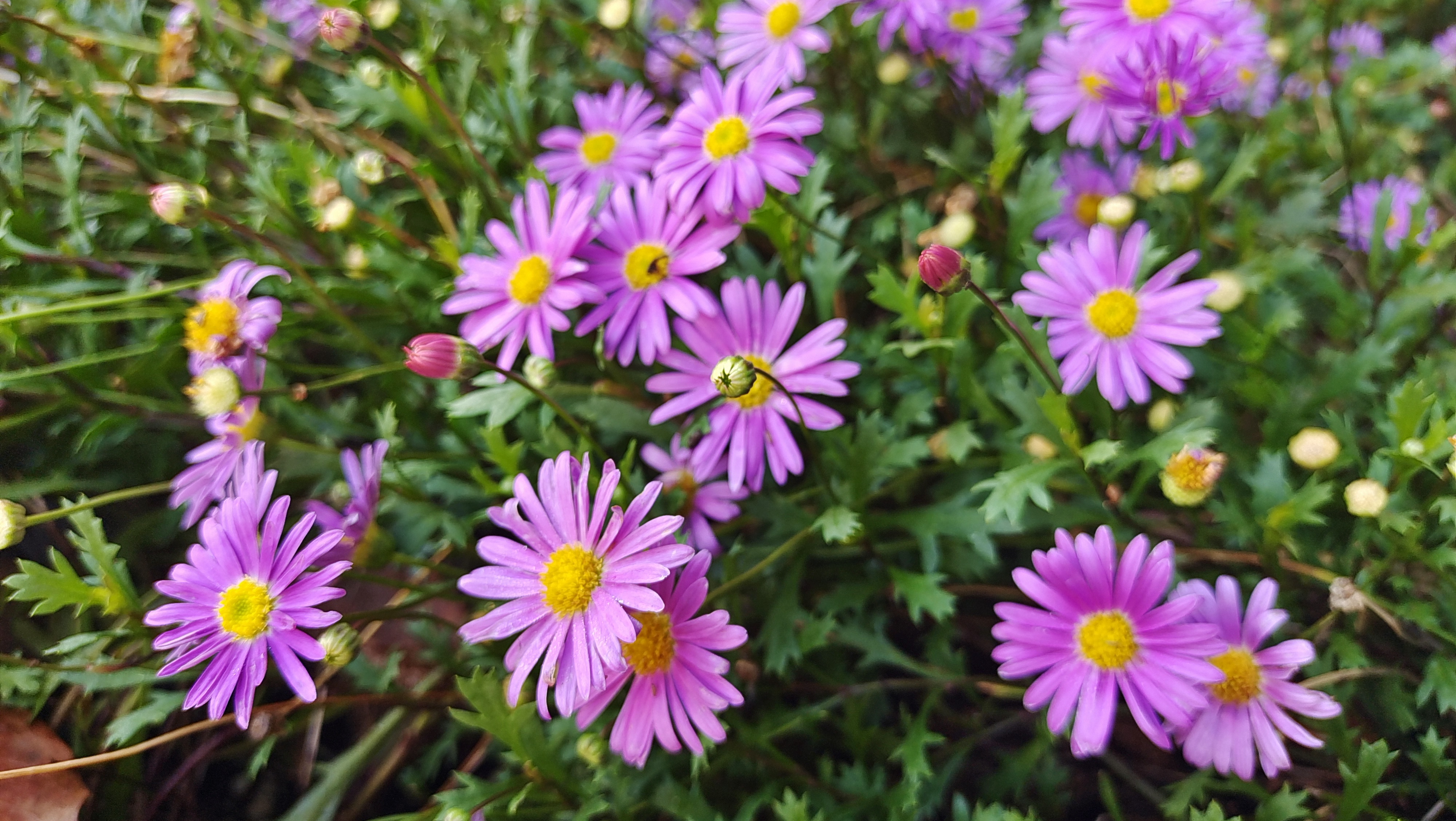 吉安随拍 花花草草之翠菊