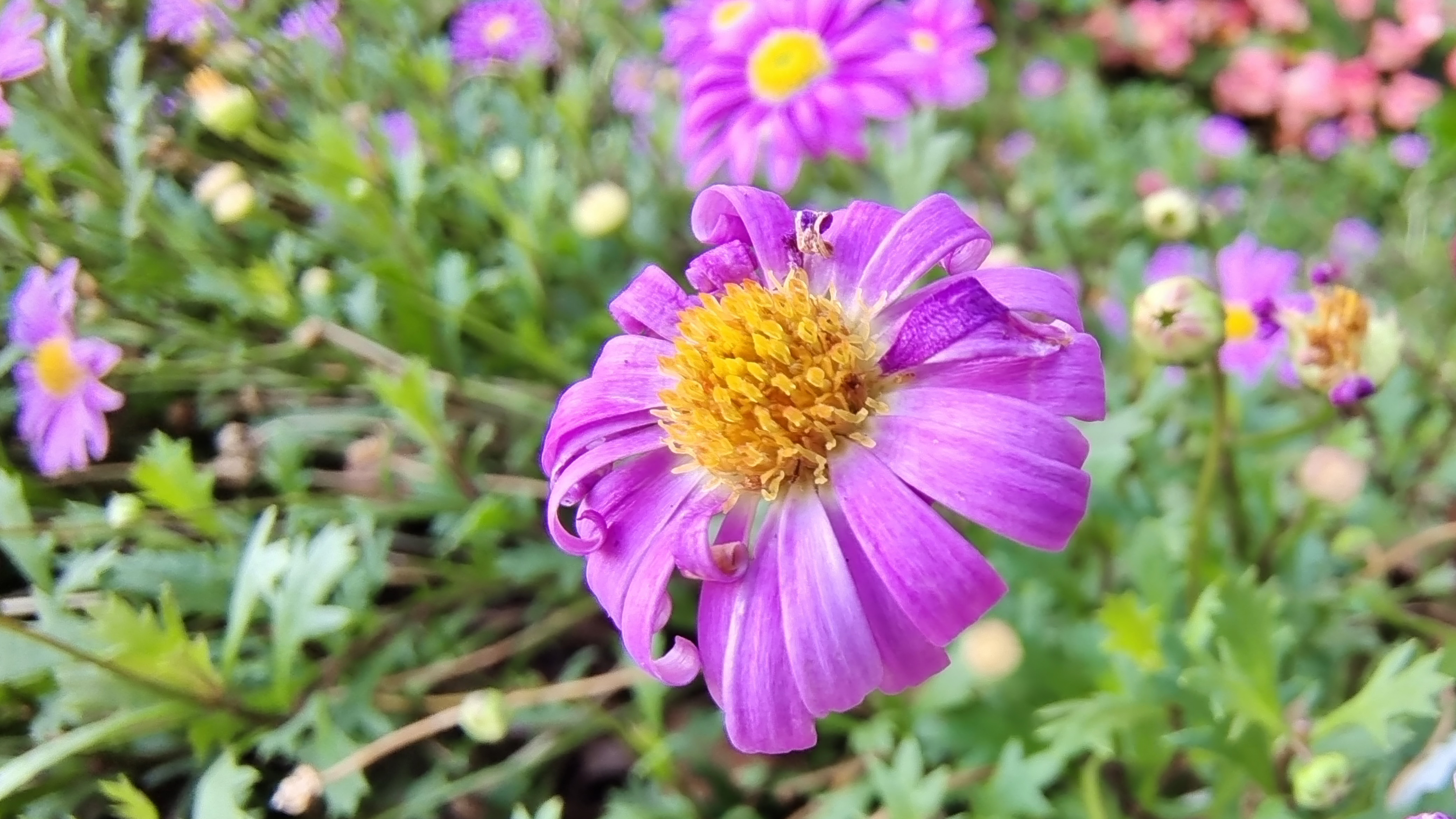 吉安随拍 花花草草之翠菊