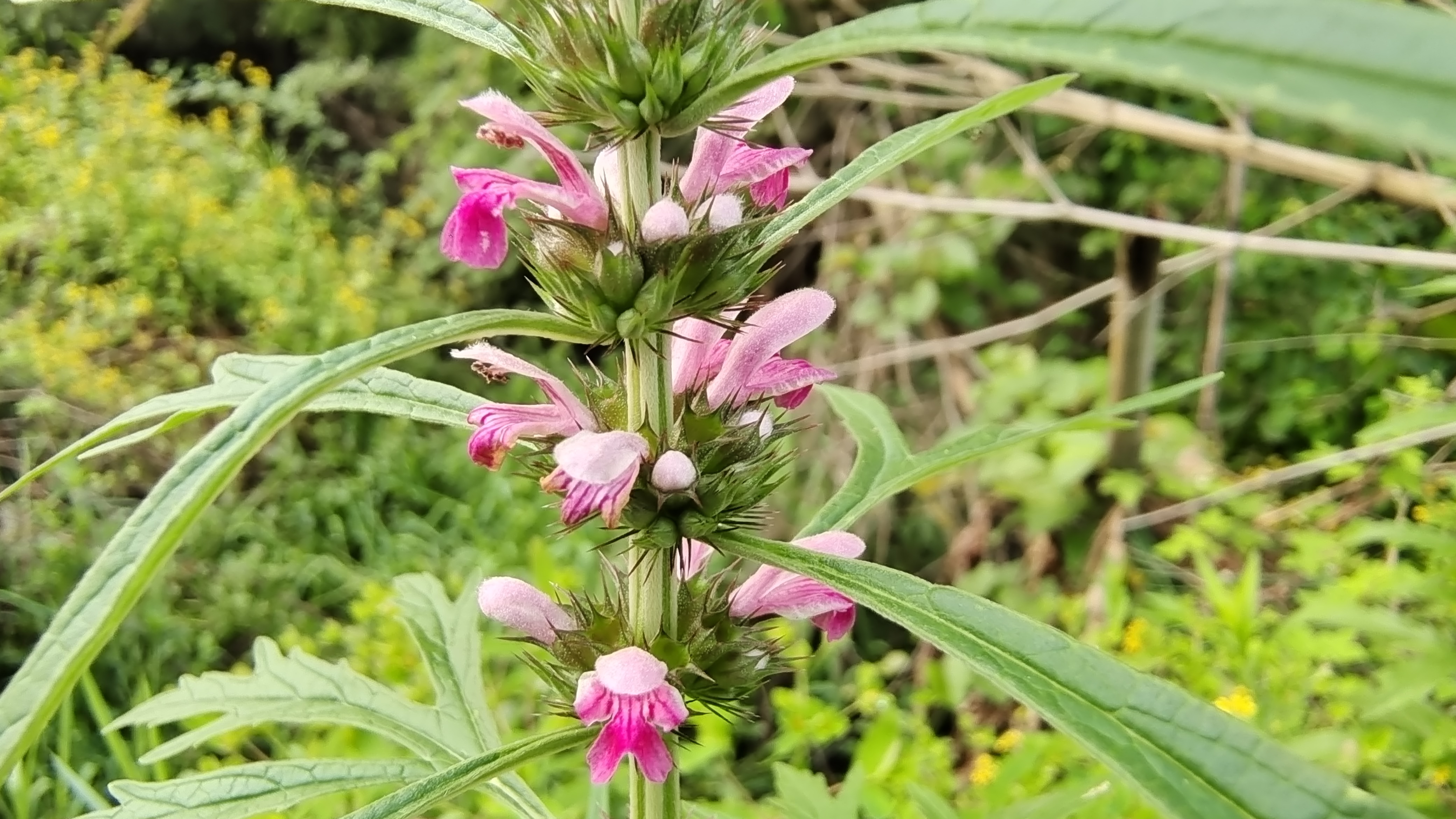 吉安随拍花花草草之益母草