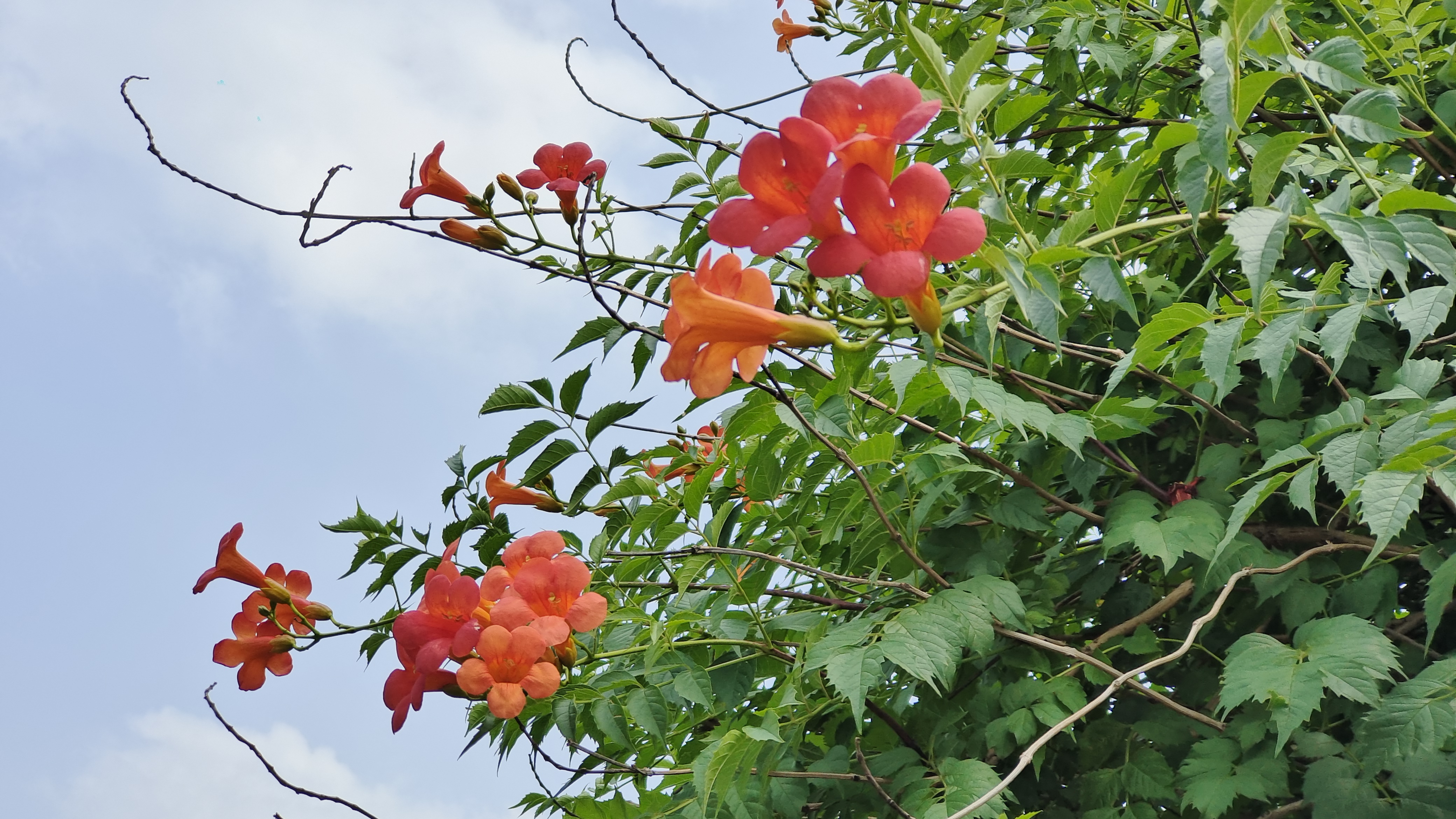 厚萼凌霄花语图片