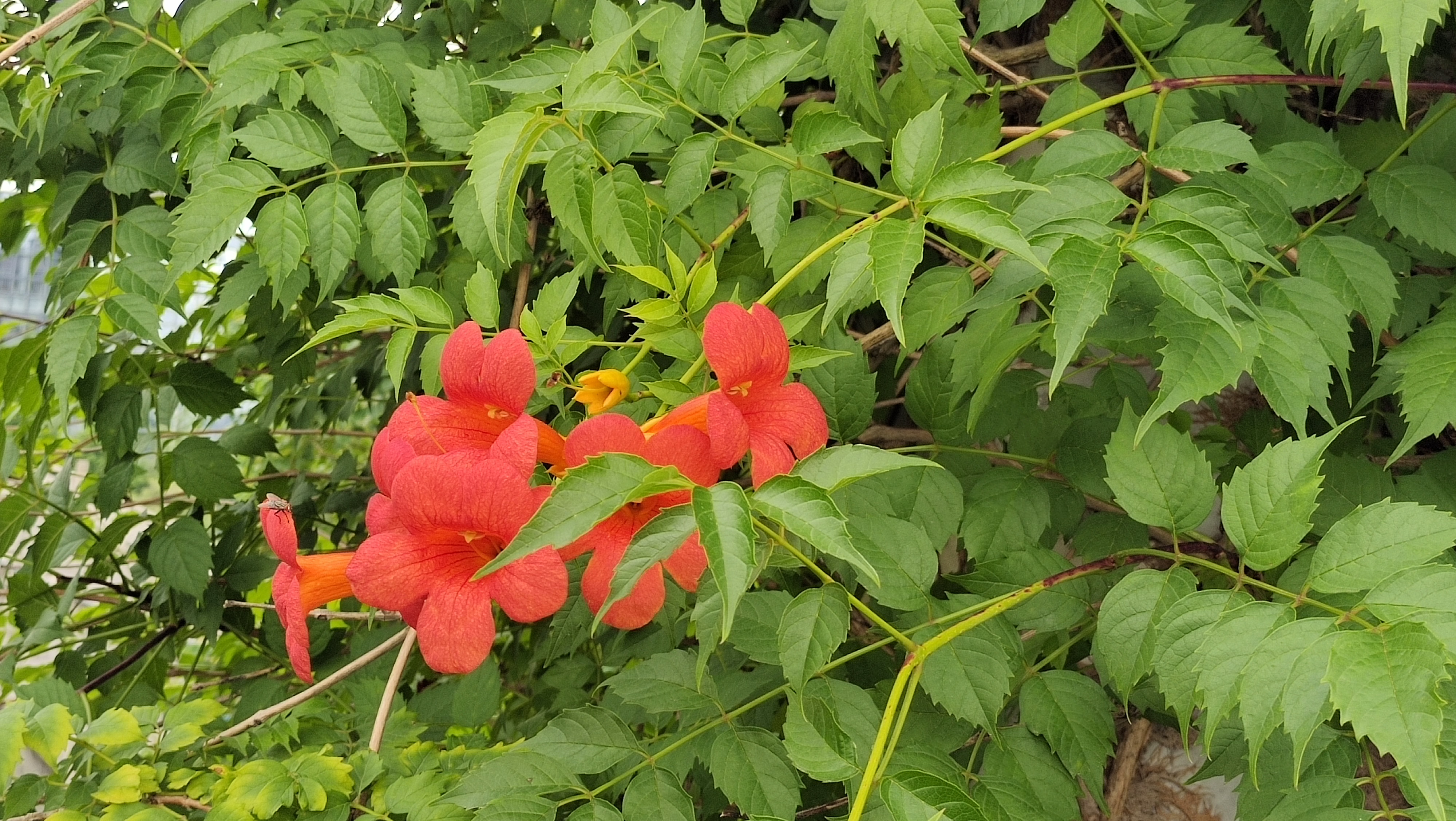 厚萼凌霄花语图片