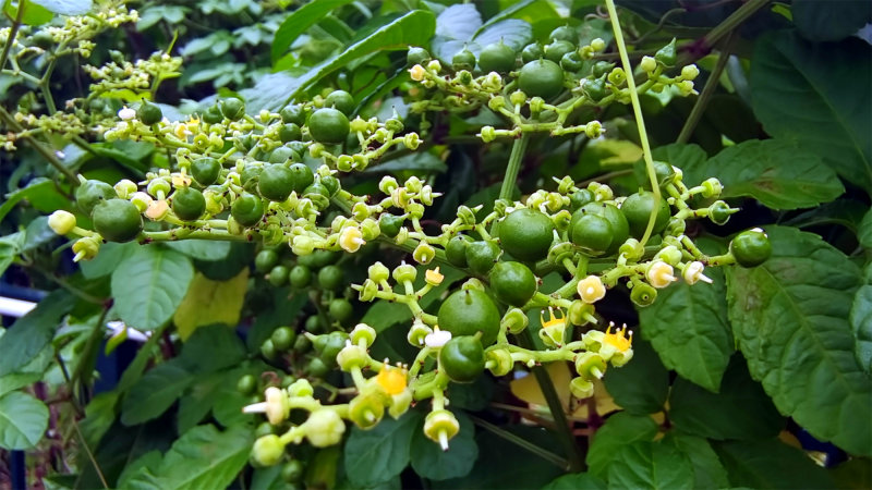 吉安随拍:花花草草之乌蔹莓 - 上游新闻