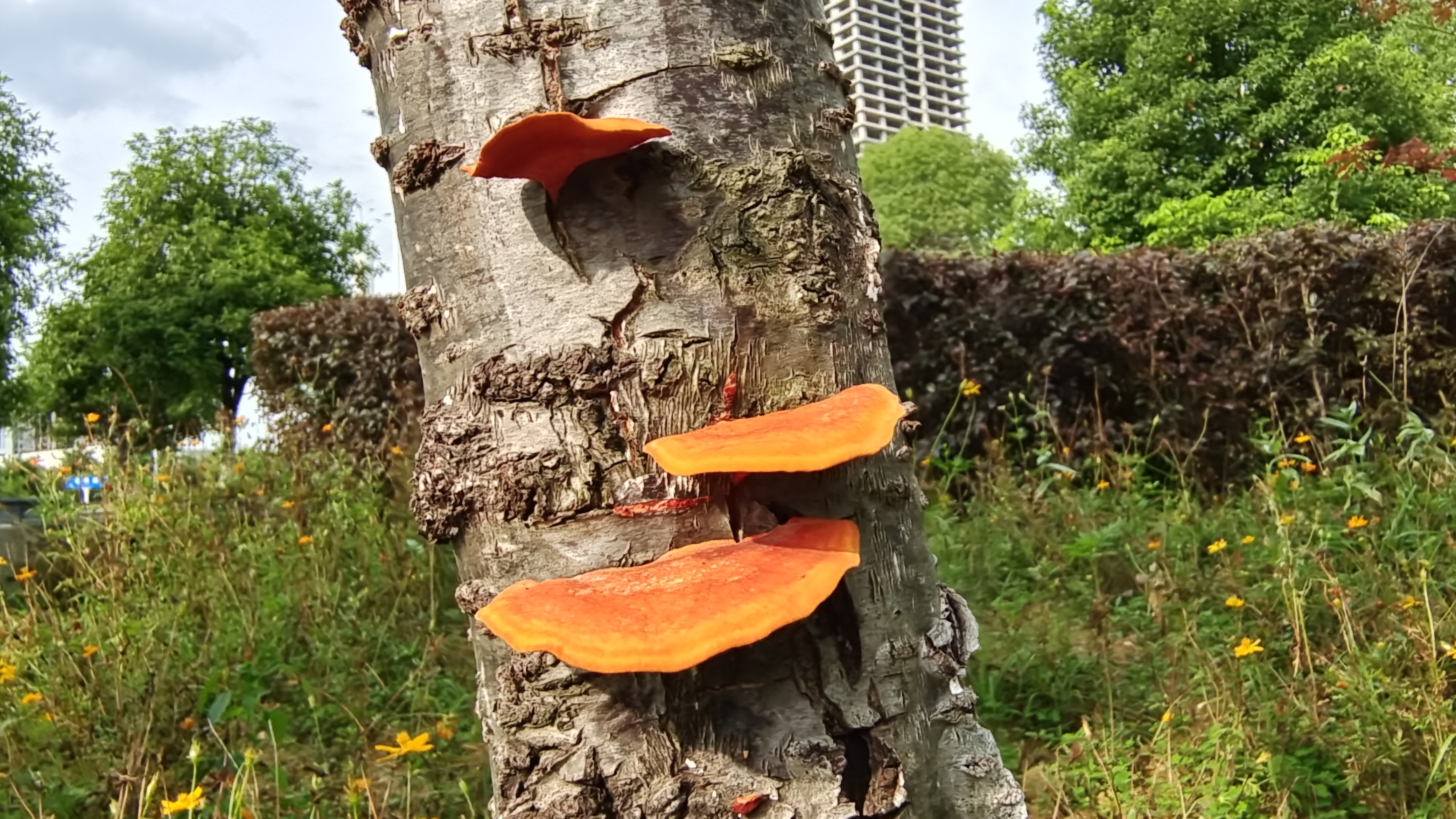 灵芝长在什么树上图片