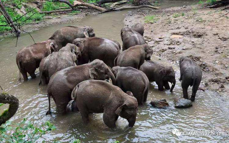 环保组织诉云南野象谷"虐象"案二审维持原判:在案证据不能证明"虐象"