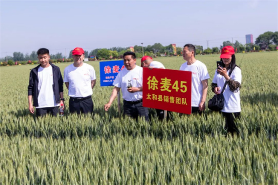 小麦育种堪称徐州种业的"头号"大事,育种专家们从长江中下游麦区引进