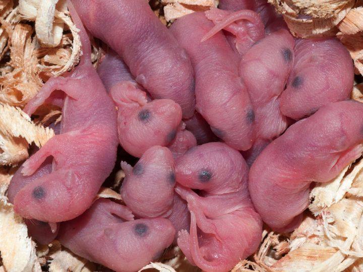 奶奶用老鼠熬油医孩子烫伤进icu民间偏方喊冤老鼠和做法都用错了