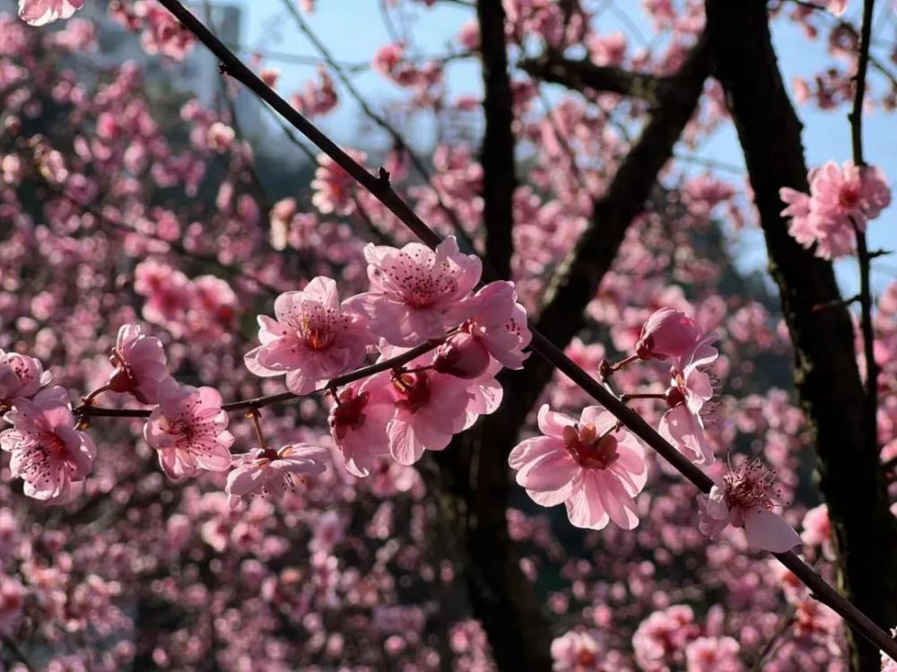 又是一年桃花开，重庆最新赏花地图来了！