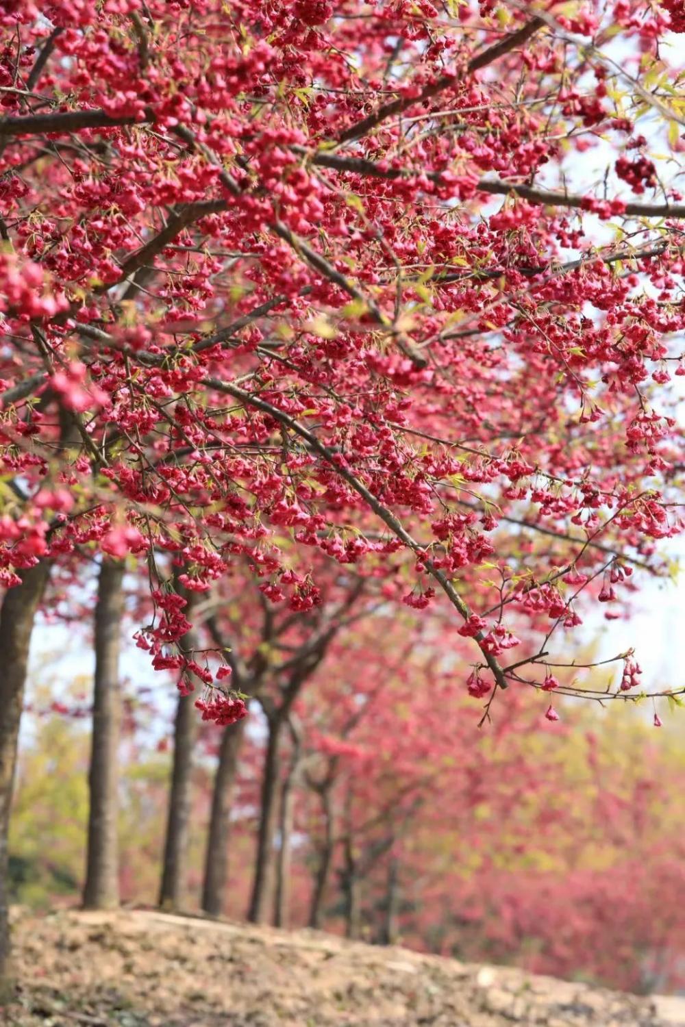 鼎城区蔡家岗樱花图片