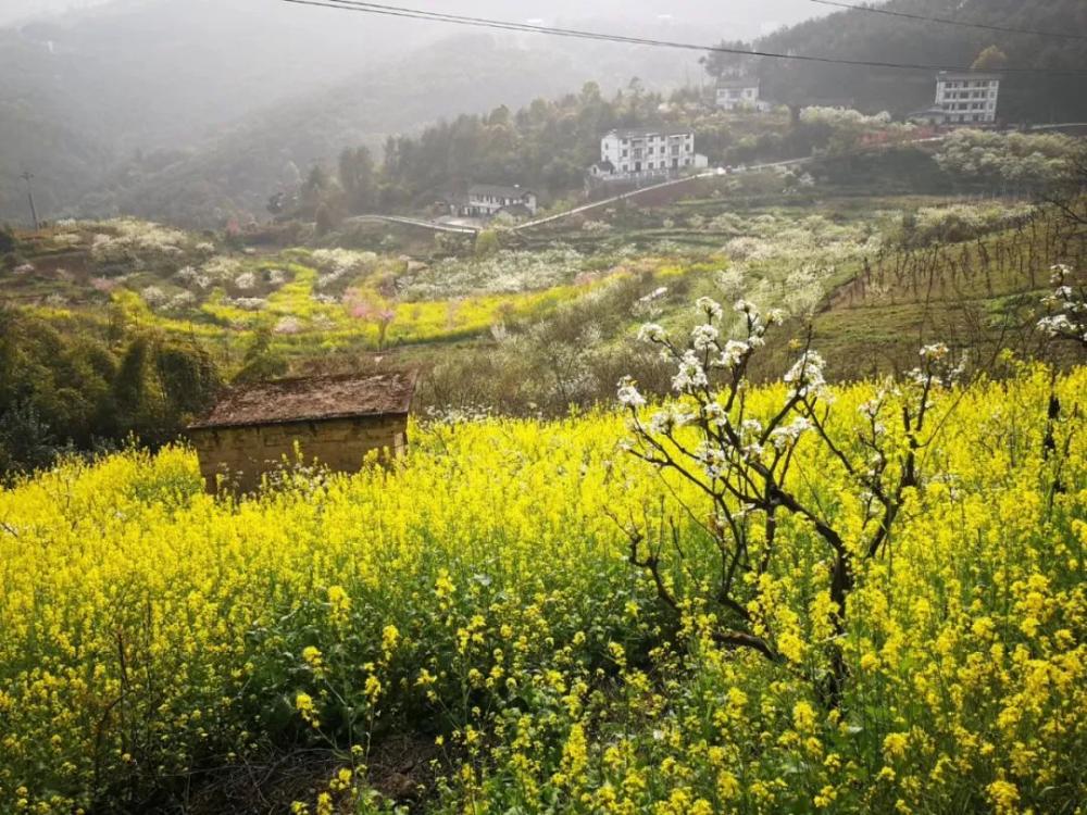 南川三秀油菜花门票图片