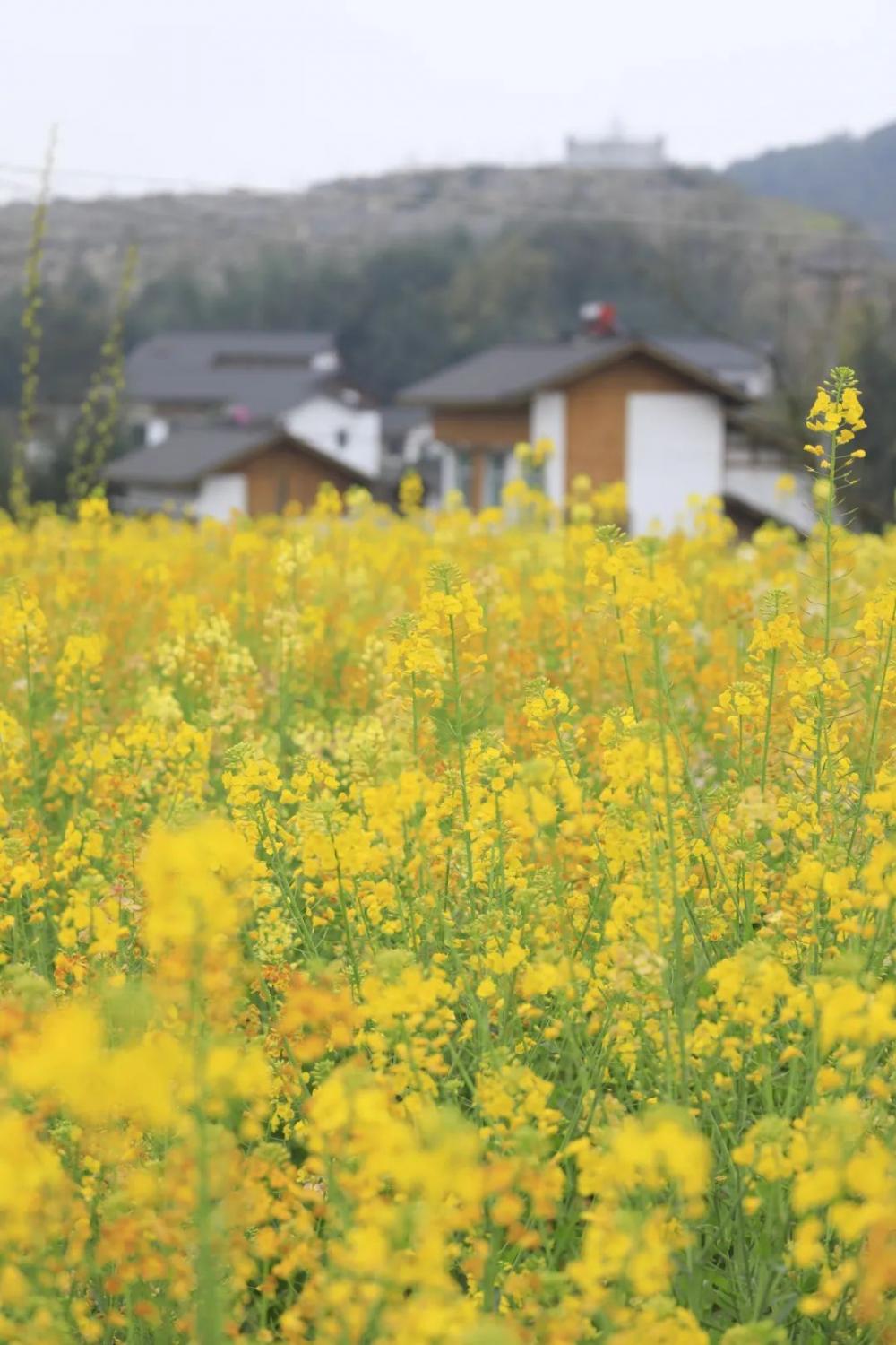 油菜花海的图片大全图片