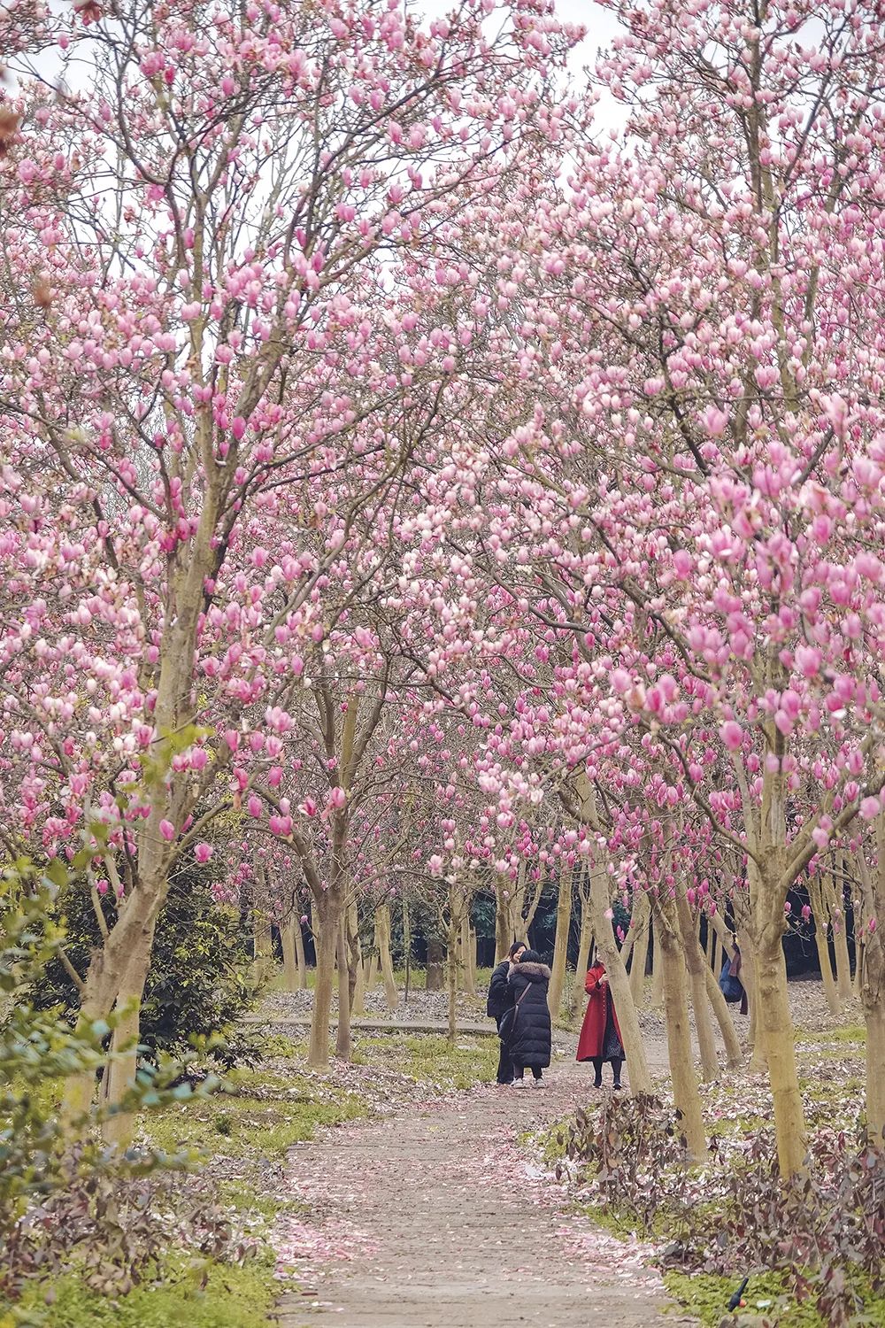 2022重庆周边看花图片