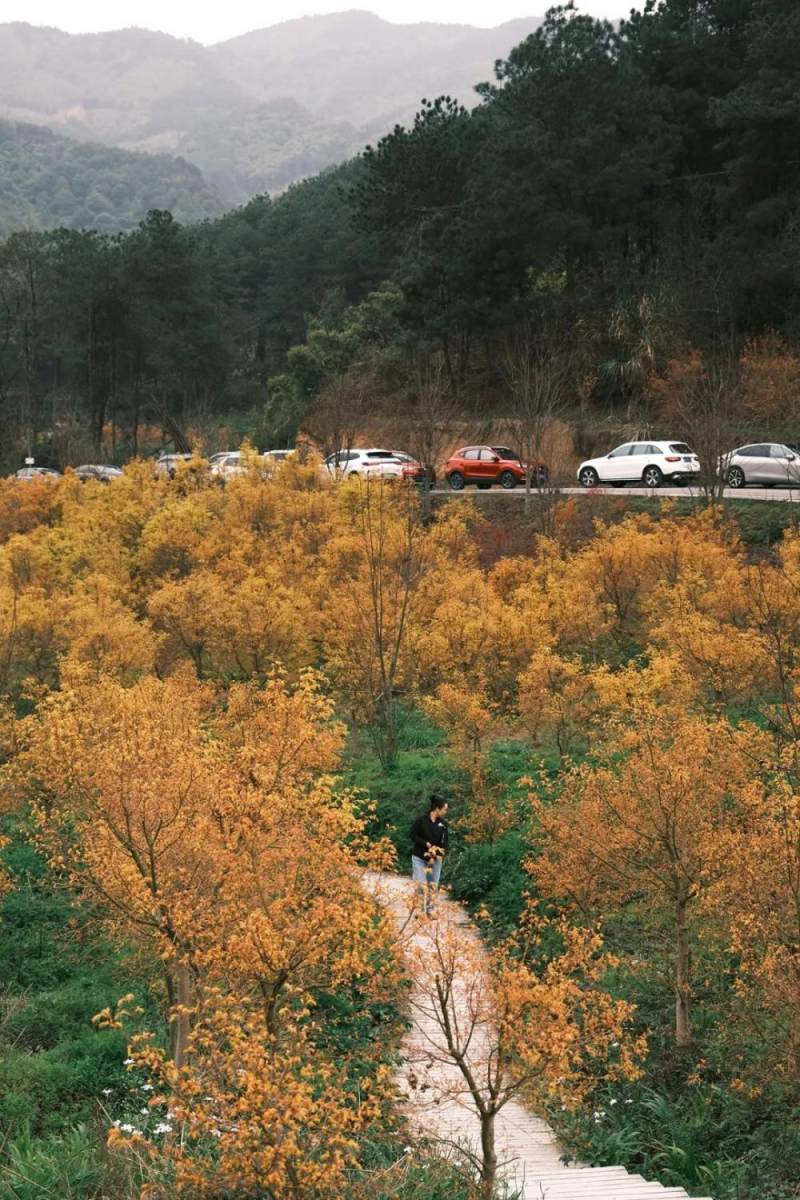春天里的金色童话重庆近2000亩黄色枫林迎来最佳观赏期