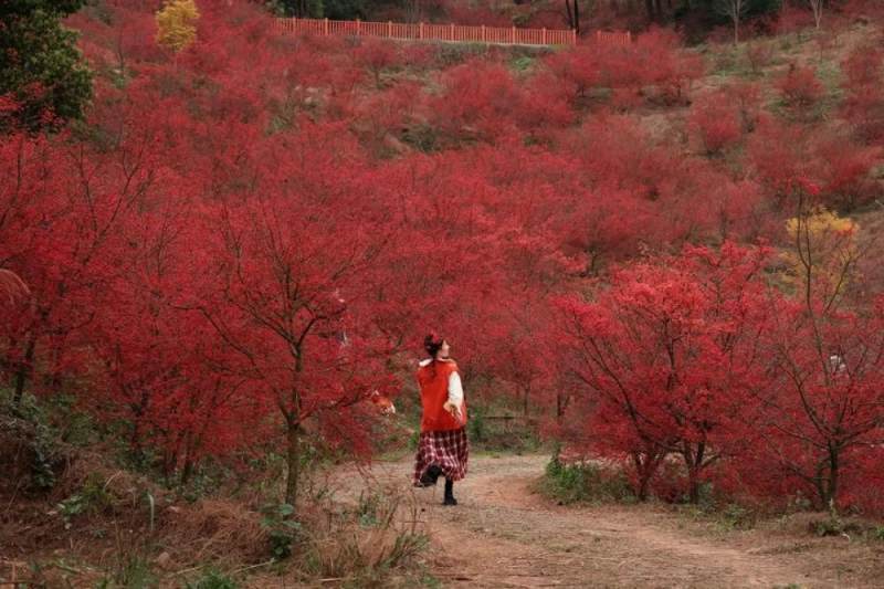 春天里的金色童话重庆近2000亩黄色枫林迎来最佳观赏期