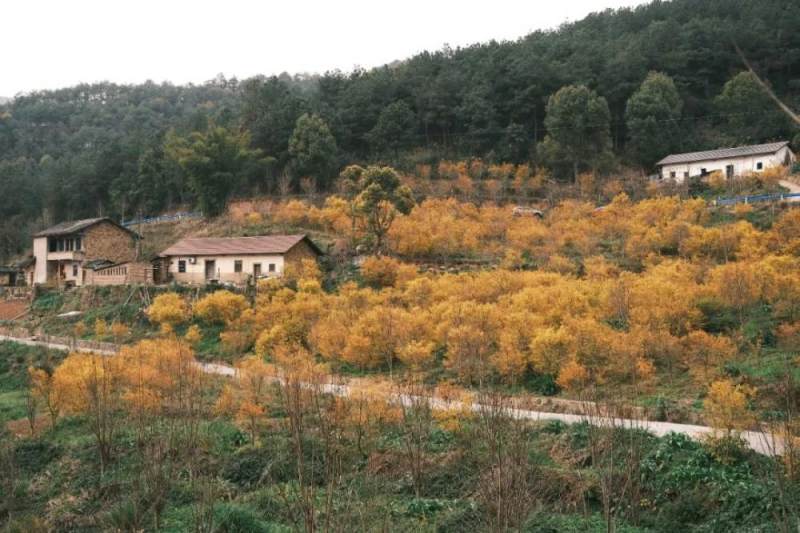 春天里的金色童话重庆近2000亩黄色枫林迎来最佳观赏期