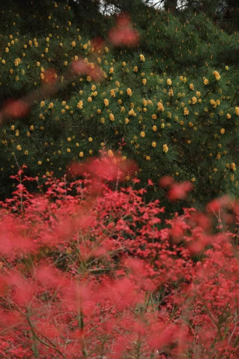 春天里的金色童话重庆近2000亩黄色枫林迎来最佳观赏期