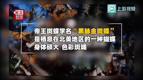 美CRY！ 帝王蝶上演最大规模迁徙 谁说蝴蝶飞不过沧海 - 上游新闻·汇聚向上的力量