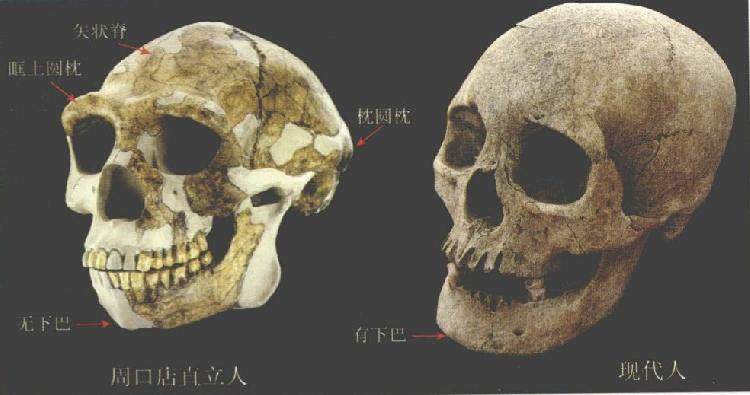 周口店的北京猿人 是我们的祖先吗 上游新闻 汇聚向上的力量