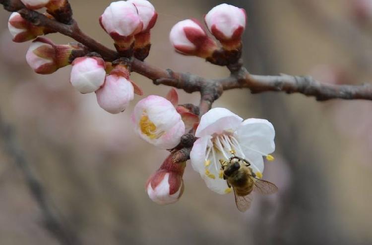 上游互動丨都市熱報丨杏花茶 - 甄建萍