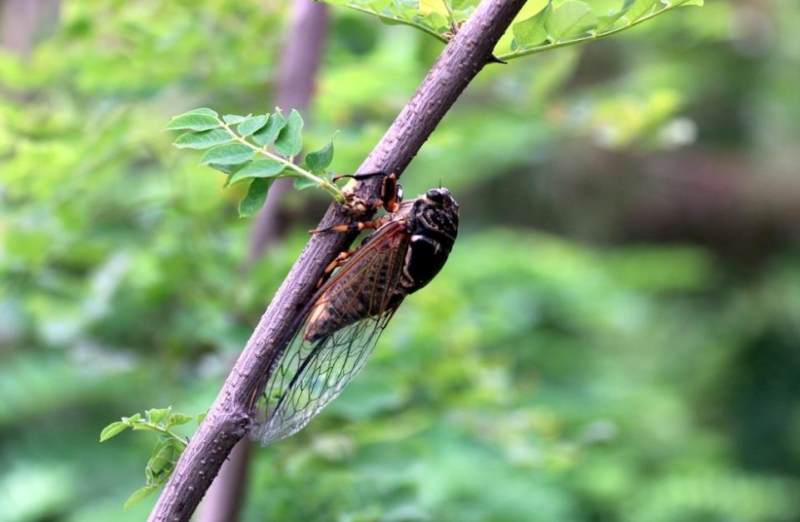 夜雨丨谷与麦蝉在照母山