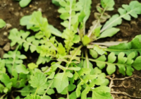 夜雨丨洪德斌：荠菜滋味
