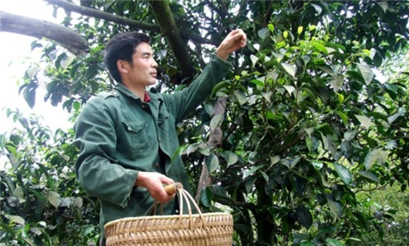 重庆特产茶叶排行_重庆物理类排名多少能上西北农林科技大学食品科学与工程(中外合作...(2)
