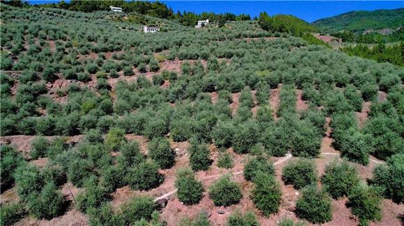 公司以保底价收购油橄榄果,号召村民自主自愿的发展油橄榄种植