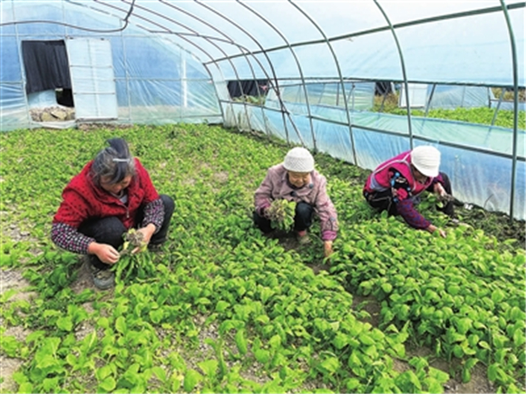 村民们正在移栽青菜苗。通讯员 龚雪梅 摄