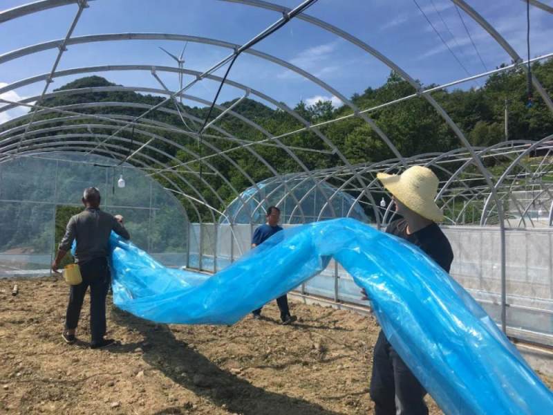 身边事|巫山县神树村:高山蔬菜助增收-上游新闻 汇聚向上的力量