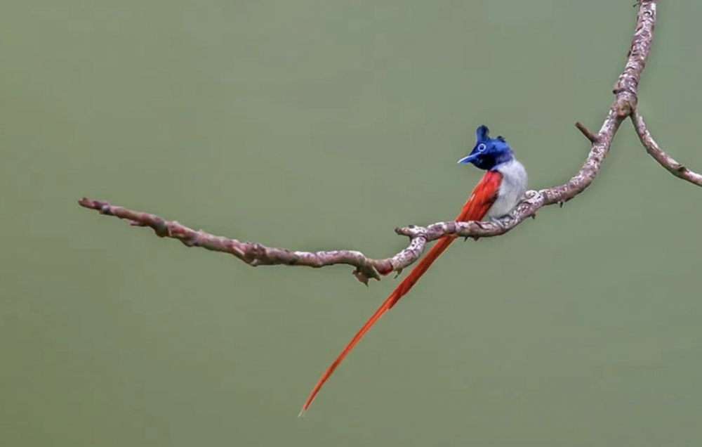 寿带鸟寓意幸福长寿,它的叫声吉利,音调似"求福——求福".