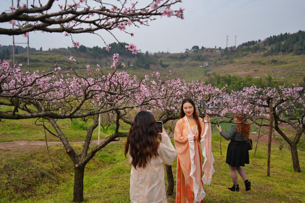 合川桃花节图片