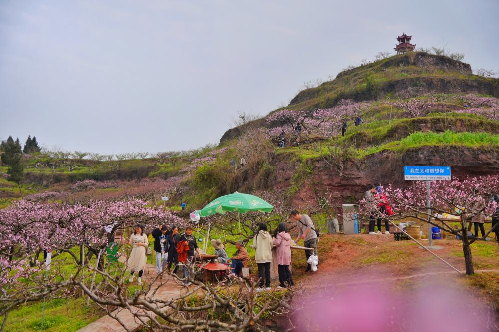 合川桃花节图片