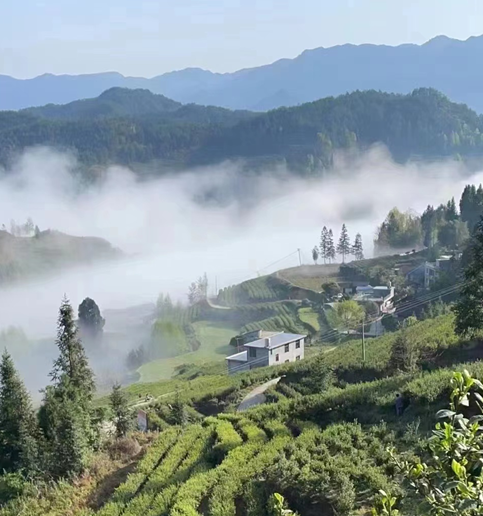 酉陽宜居鄉建田村茶葉種植基地