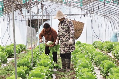 振兴彭水三义乡龙合村农旅融合为乡村振兴注入新活力