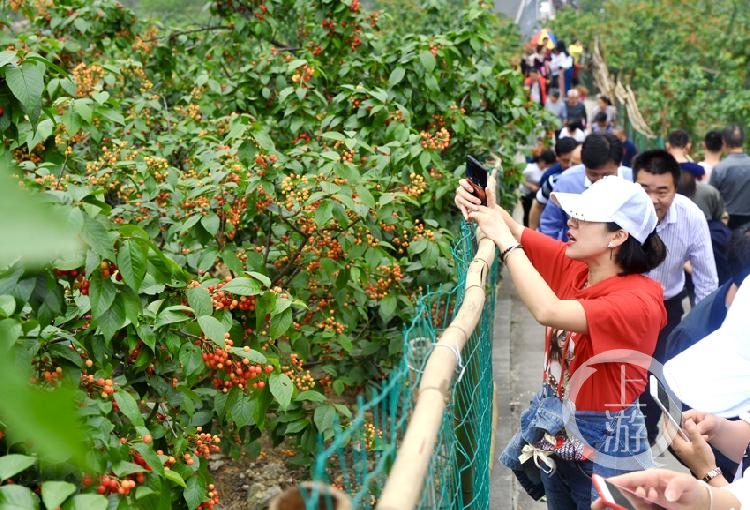 璧山云雾山樱花谷图片