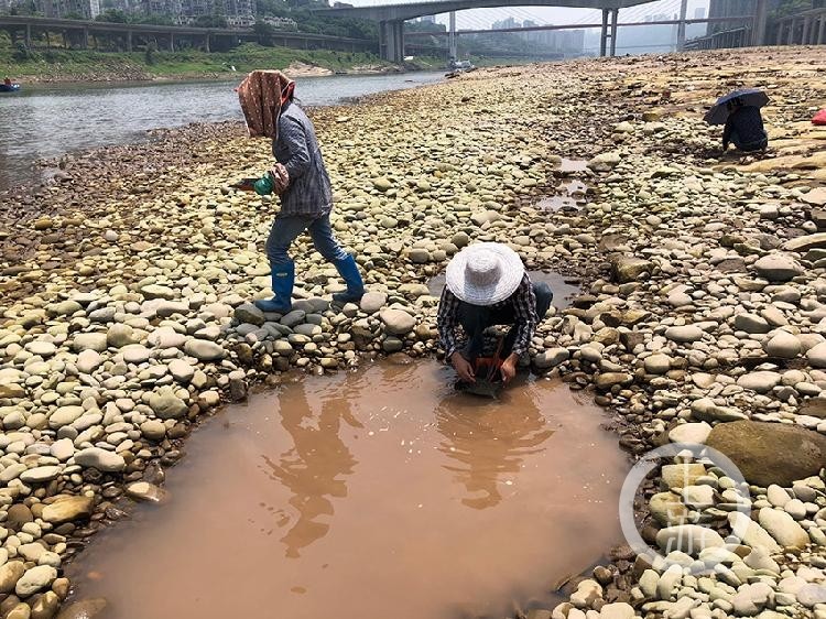 淘金者正用铲子淘金.
