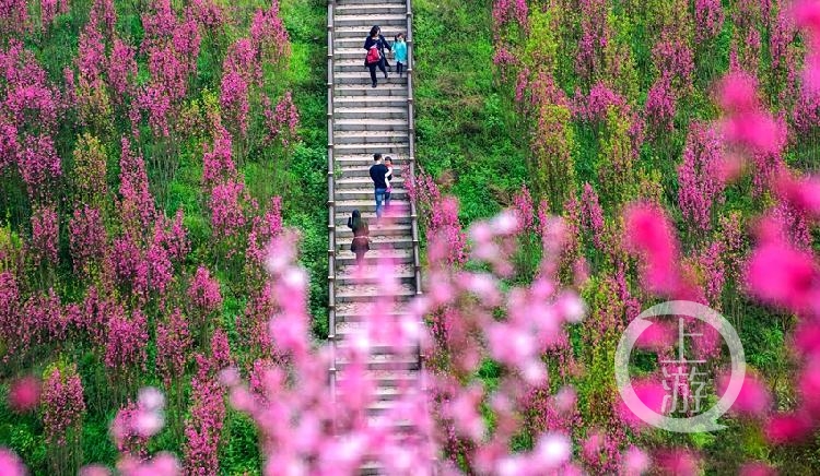 唐鸿姿《鲜花大道》.jpg