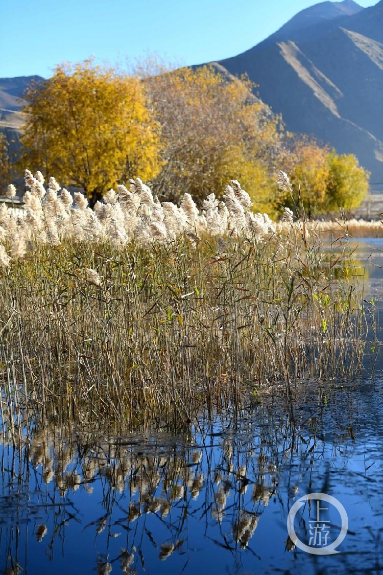 纳林湖芦苇图片图片