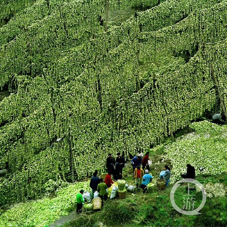 因自古盛产青菜头,120年前,涪陵人就将其腌制后脱盐,脱水,制成了 