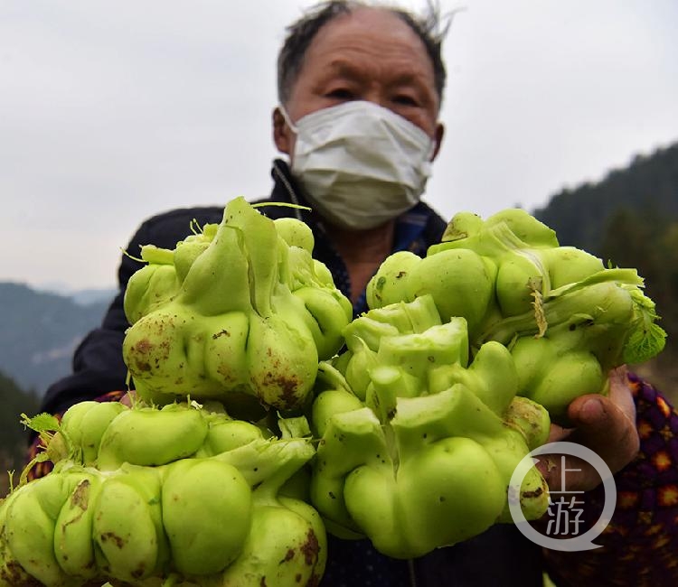 重庆酉阳六千余亩青菜头进入采收季