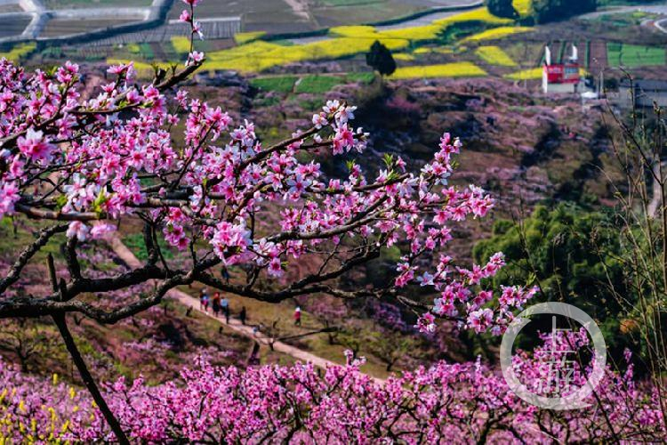 合川太和图片